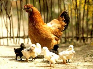 پرورش مرغ بومی در خانه و باغچه تان چه نکات و تکنیک هایی دارد 2 پرورش مرغ بومی در خانه و باغچه 1