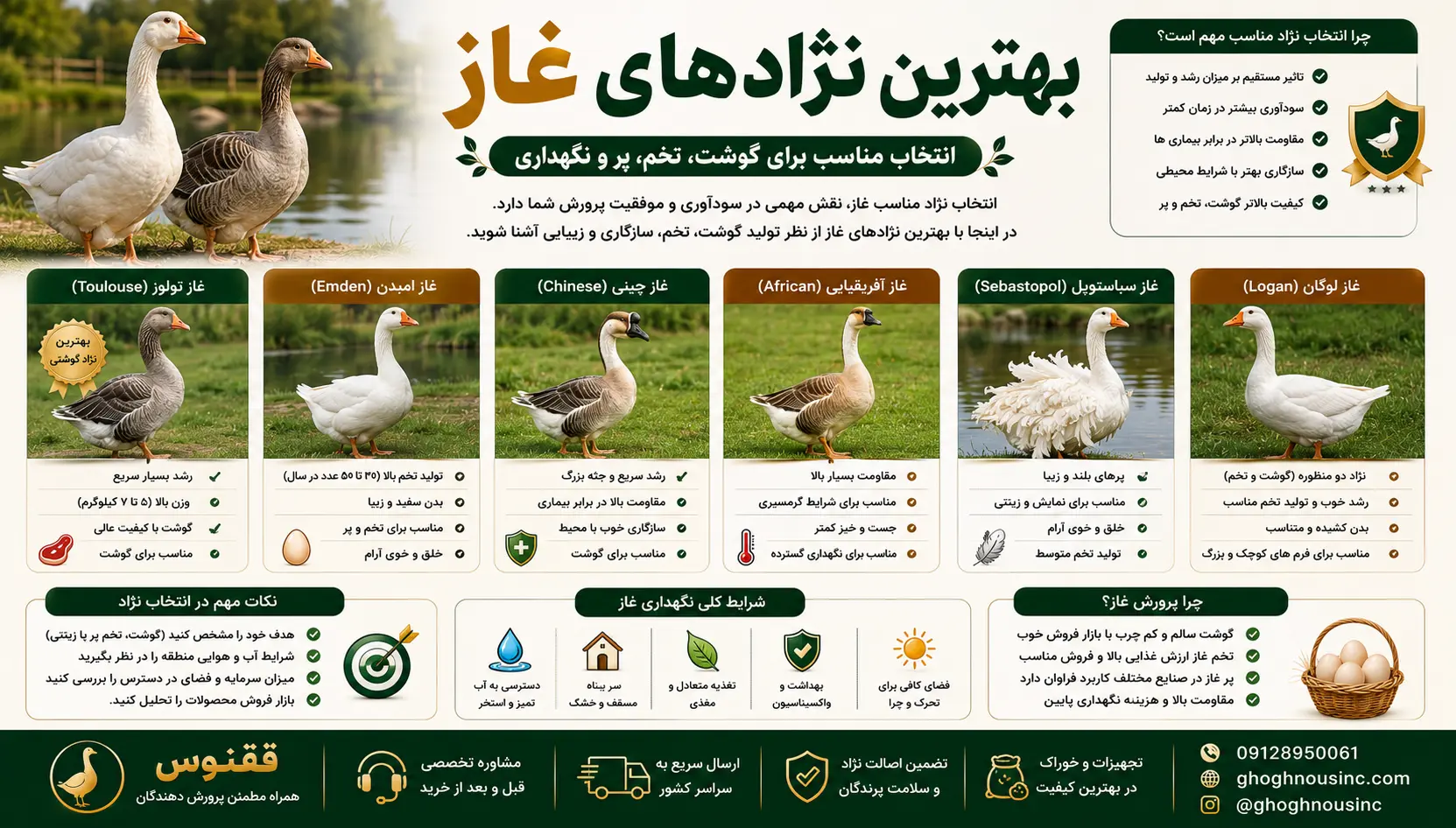 آموزش پرورش غاز
