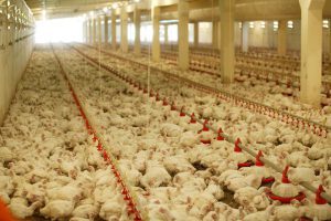 تکنیک های نگهداری قیمت گذاری و فروش جوجه مرغ ها 5 جوجه مرغ – تکنیک های نگهداری قیمت گذاری و فروش جوجه مرغ ها