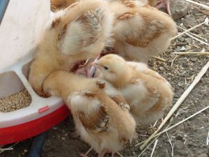 تکنیک های نگهداری قیمت گذاری و فروش جوجه مرغ ها 7 جوجه مرغ – تکنیک های نگهداری قیمت گذاری و فروش جوجه مرغ ها