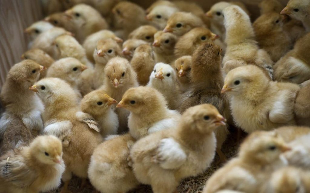 جوجه مرغ – تکنیک های نگهداری قیمت گذاری و فروش جوجه مرغ ها