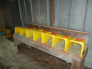 پرورش مرغ بومی در خانه و باغچه تان چه نکات و تکنیک هایی دارد 10 پرورش مرغ بومی در خانه و باغچه تان چه نکات و تکنیک هایی دارد8
