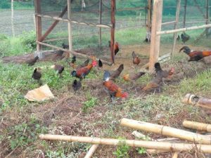 پرورش مرغ بومی در خانه و باغچه تان چه نکات و تکنیک هایی دارد 5 پرورش مرغ بومی در خانه و باغچه تان چه نکات و تکنیک هایی دارد3