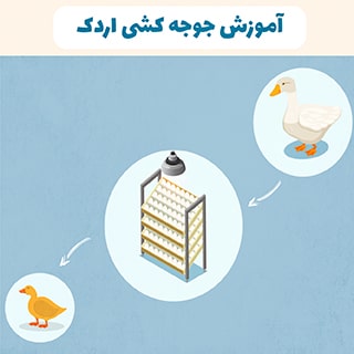 جوجه کشی اردک