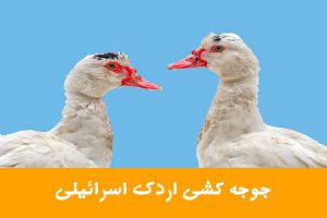 آموزش جوجه کشی اردک نژاد اسرائیلی