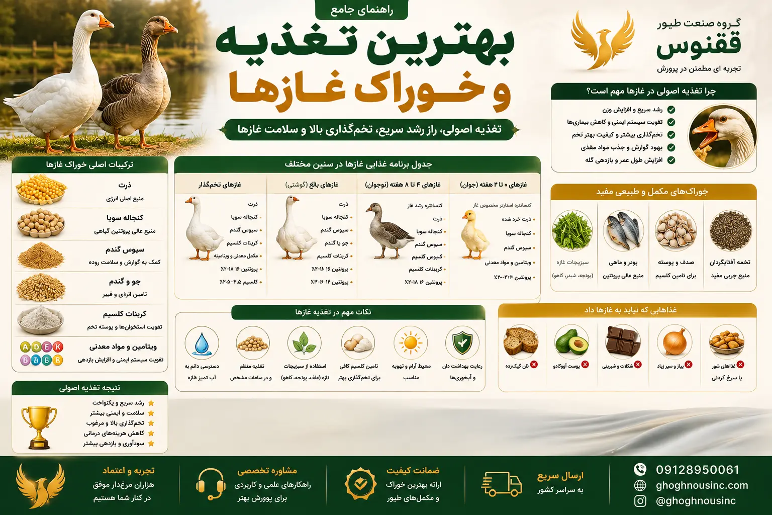 بهترین تغذیه و خوراک غازها