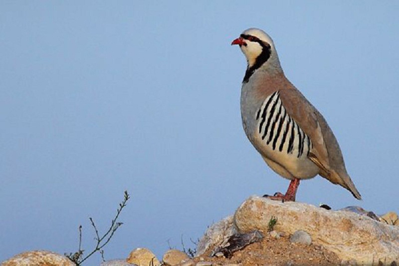 آموزش جوجه کشی کبک 9 ap8c6byrjzdv