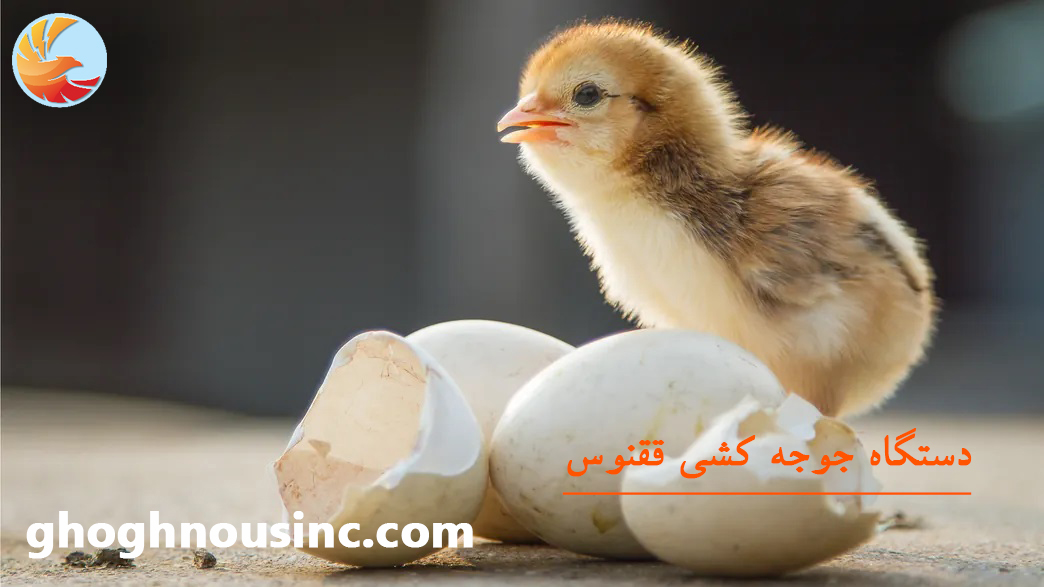 شرایط محل نگهداری جوجه های یک روزه