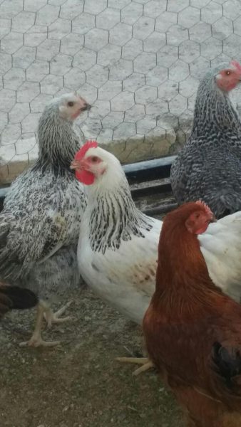 پرورش مرغ گلپایگانی