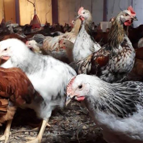 مزایای پرورش مرغ گلپایگانی