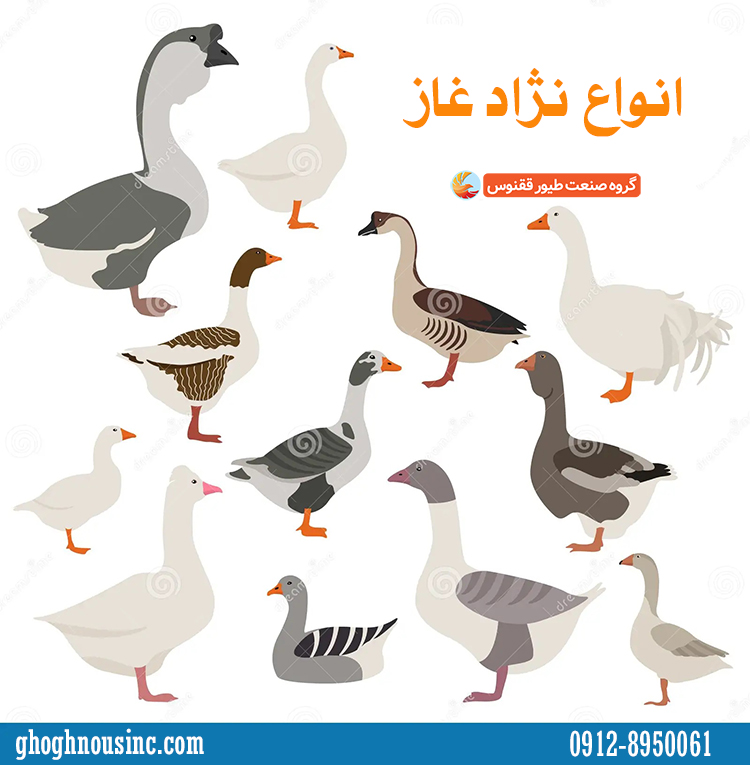 انواع نژاد غاز