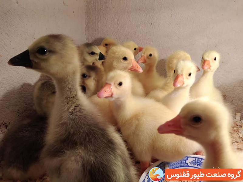 تکنیک های افزایش تخم گذاری غاز