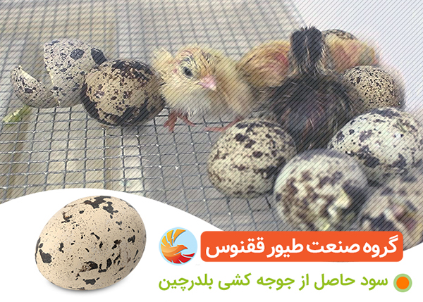 پروش و نگهداری جوجه بلدرچین