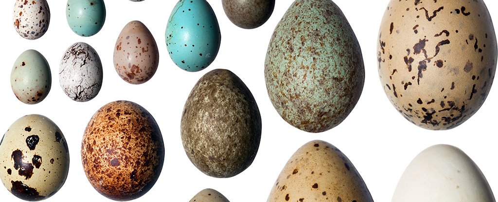 انواع تخم پرندگان برای جوجه کشی