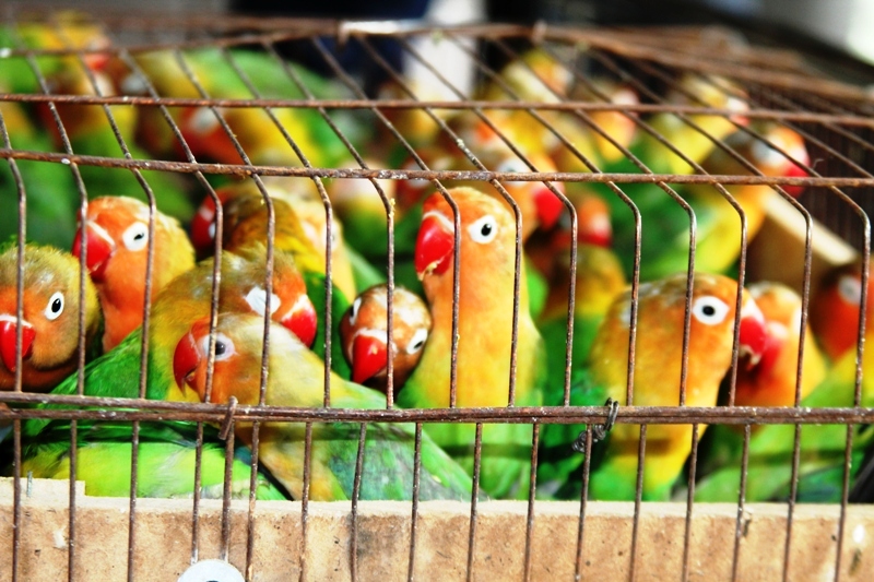 آموزش تکثیر و جفت گیری طوطی برزیلی
