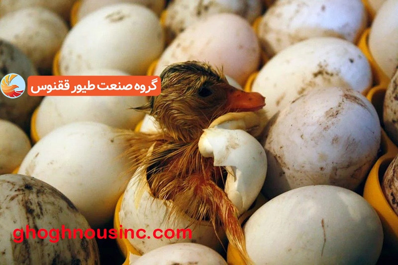 آموزش جوجه کشی اردک 2 آموزش جوجه کشی اردک 2