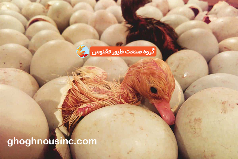 آموزش جوجه کشی اردک