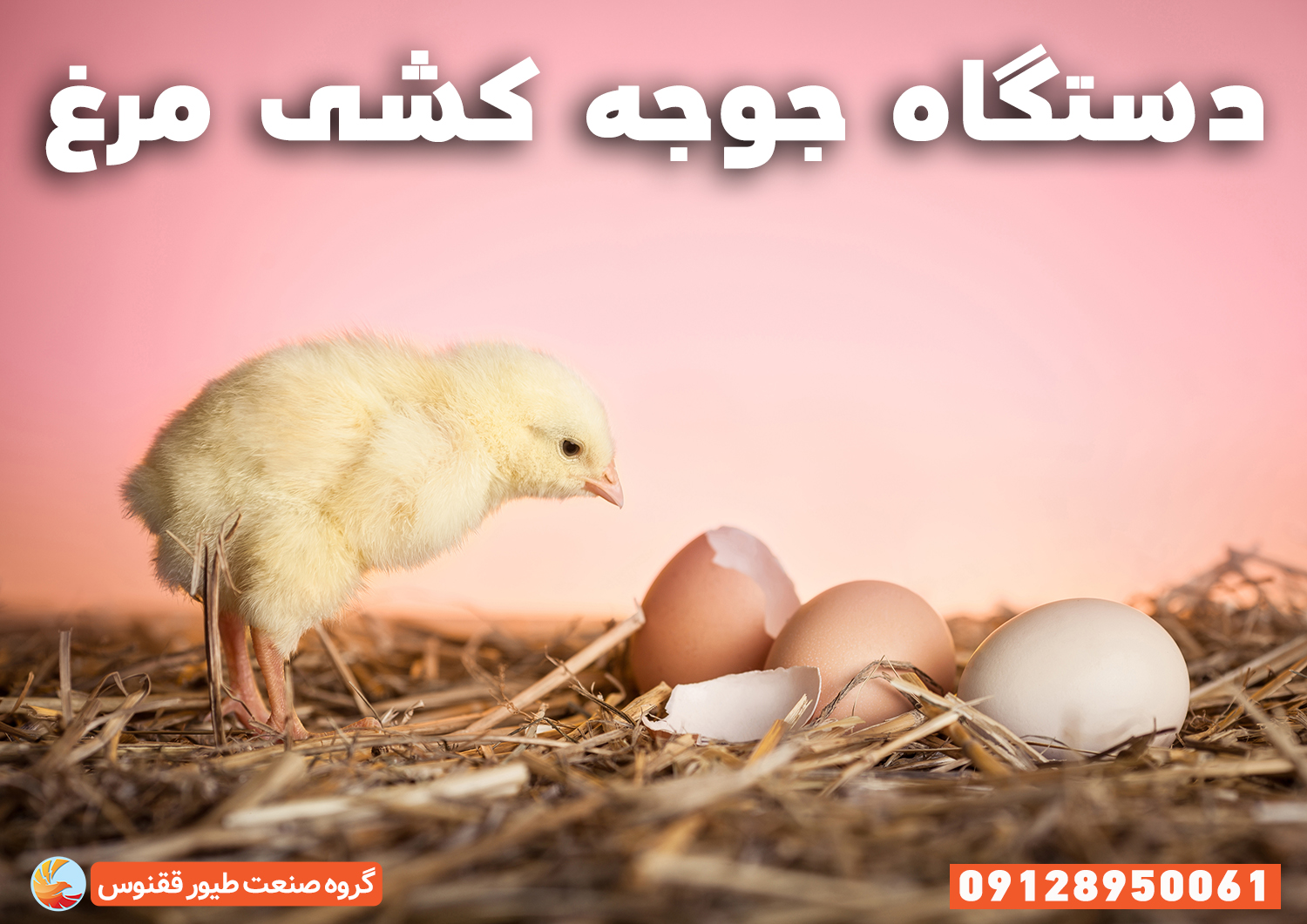 جوجه کشی مرغ