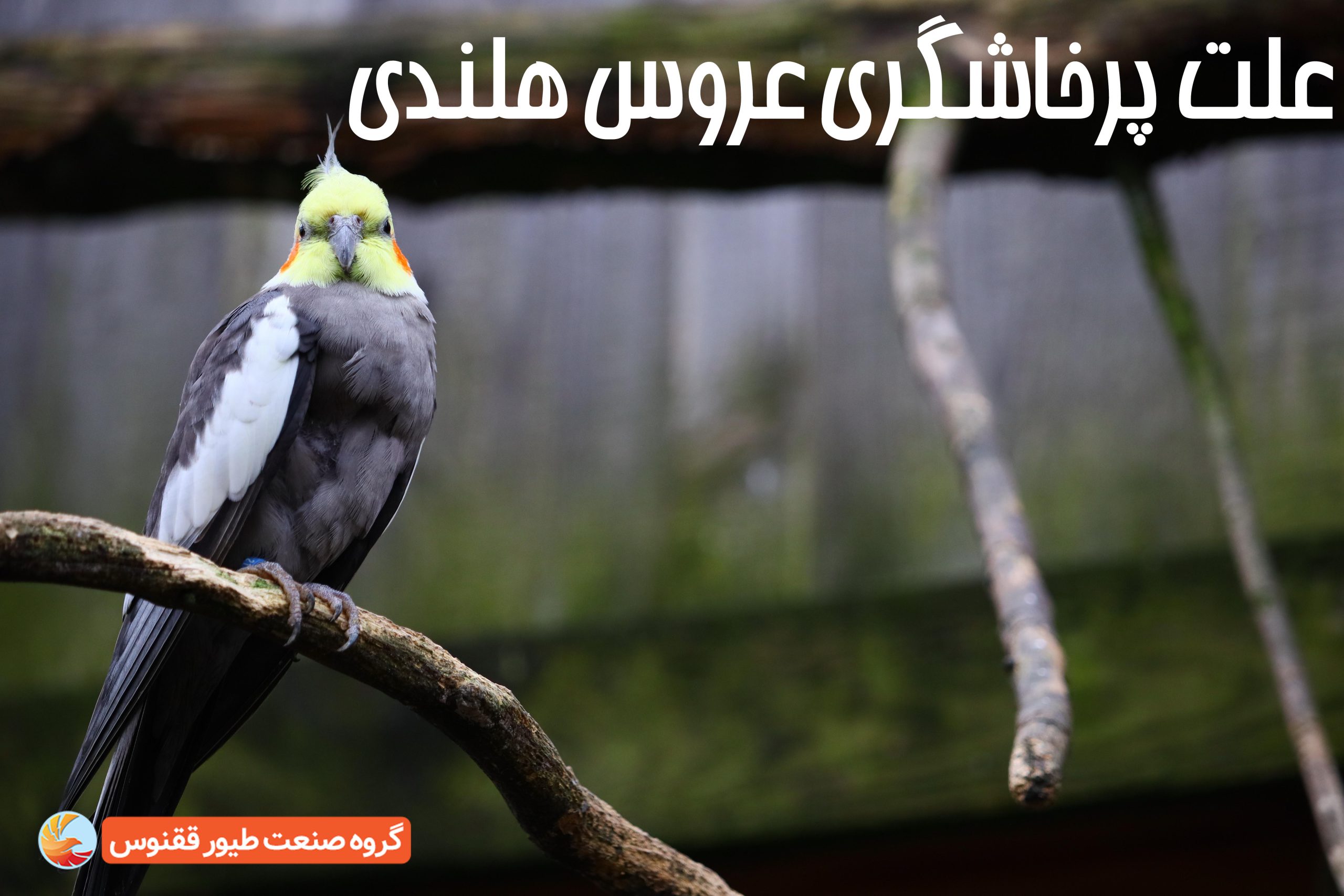پرخاشگری عروس هلندی 2 پرخاشگری عروس هلندی