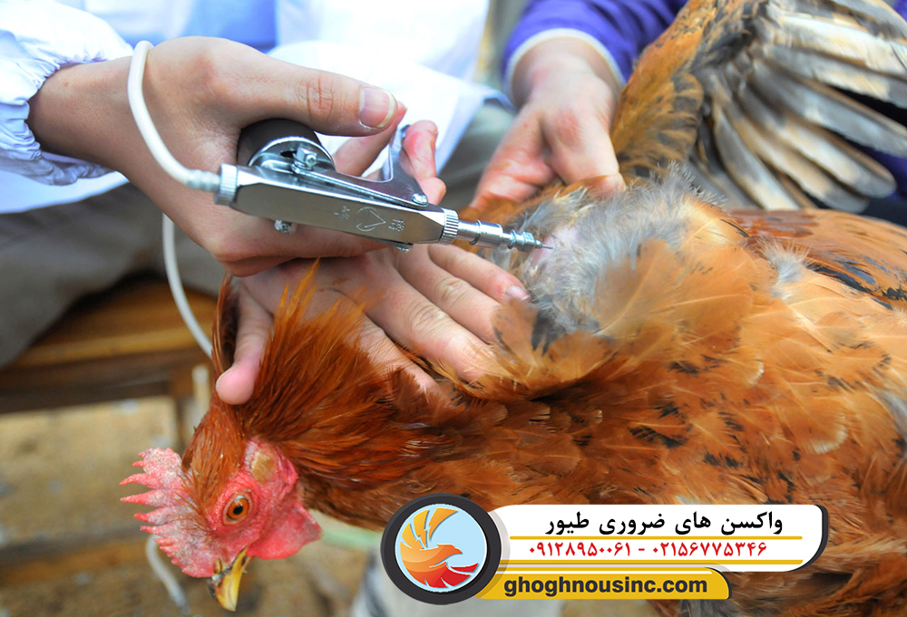 واکسن های ضروری طیور