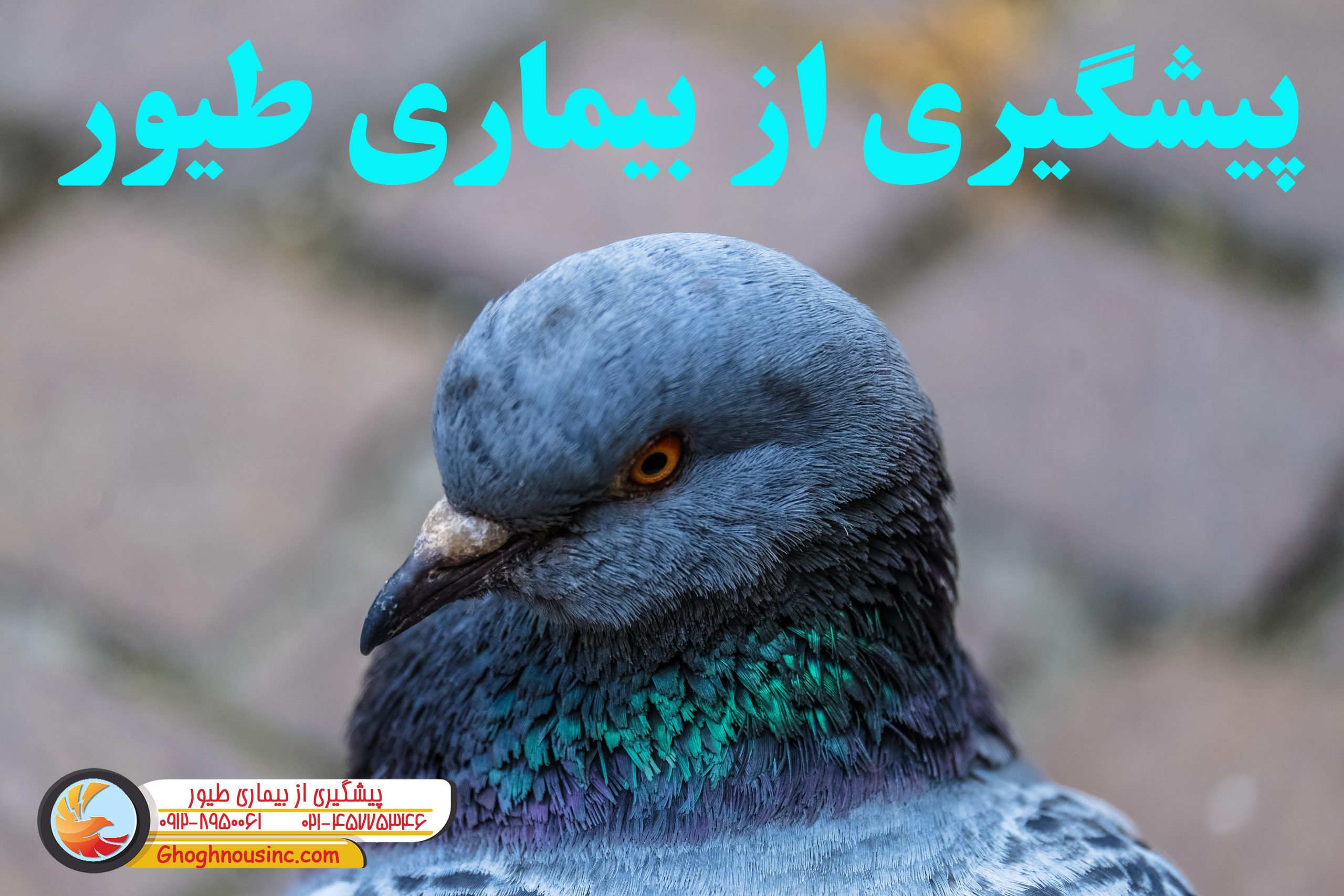 پیشگیری از بیماری های طیور