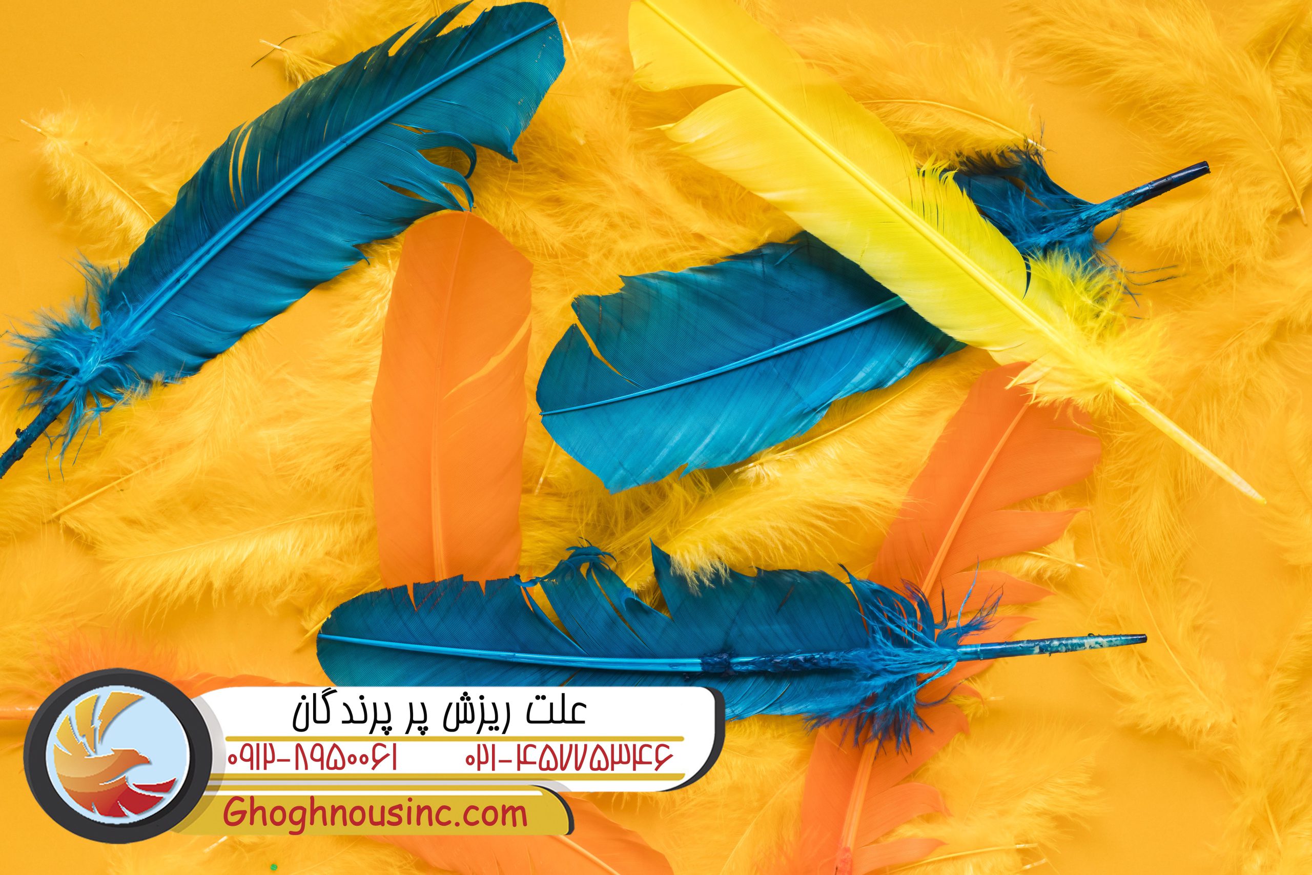 علت ریزش پر پرندگان