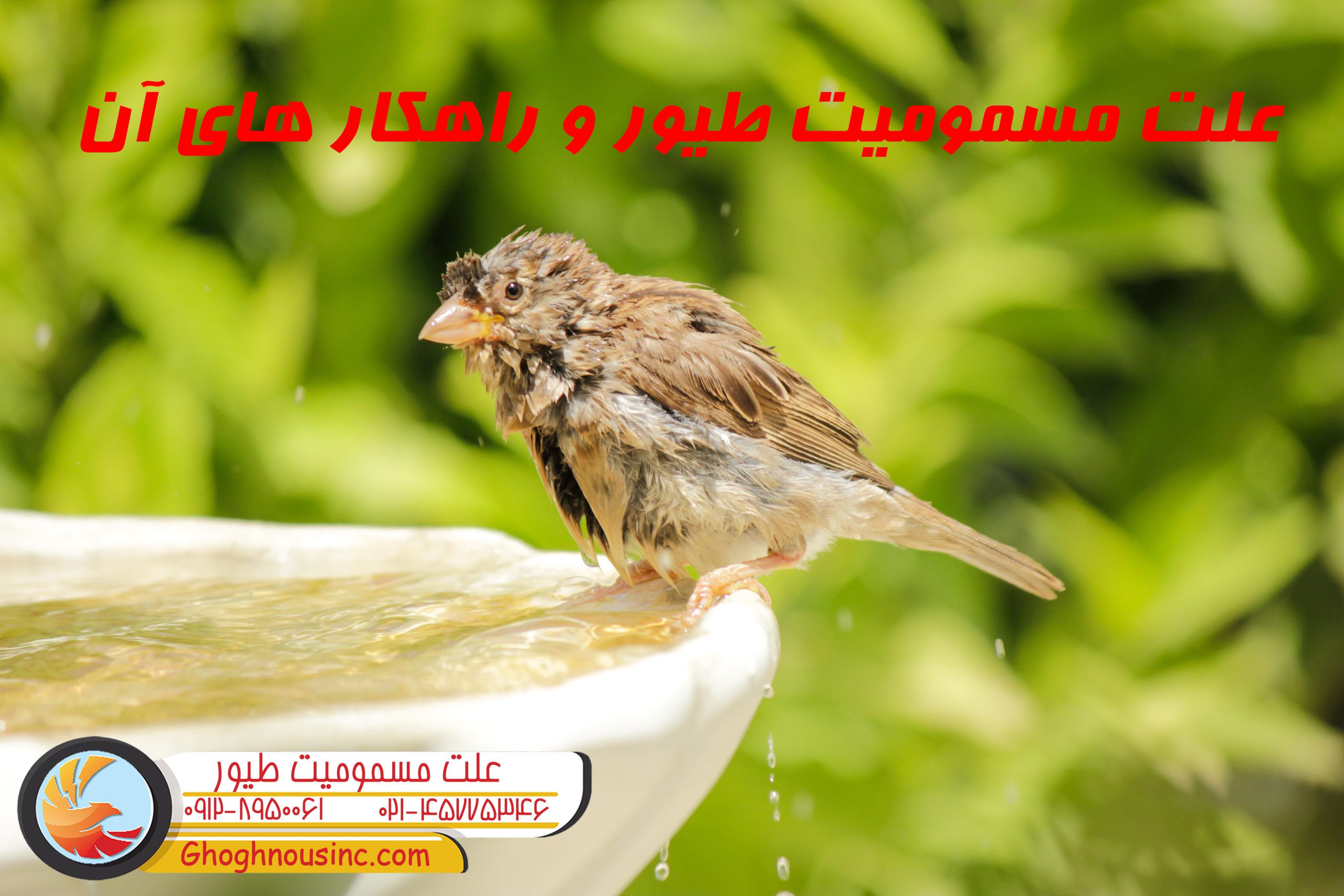 دلایل مسمومیت طیور