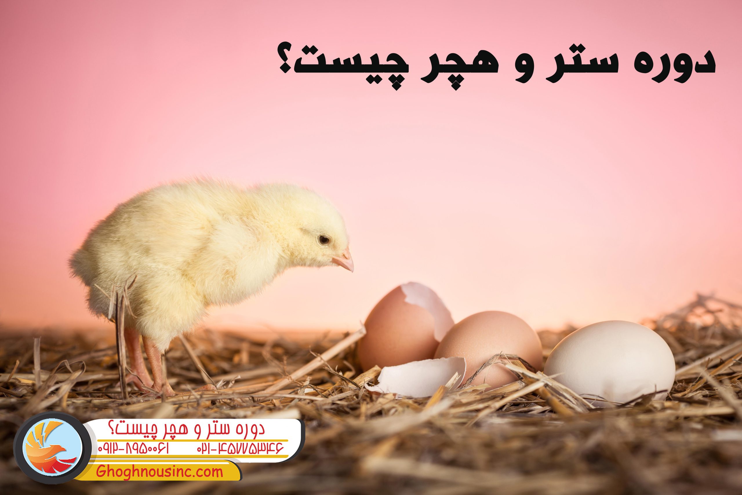 ستر و هچر چیست؟