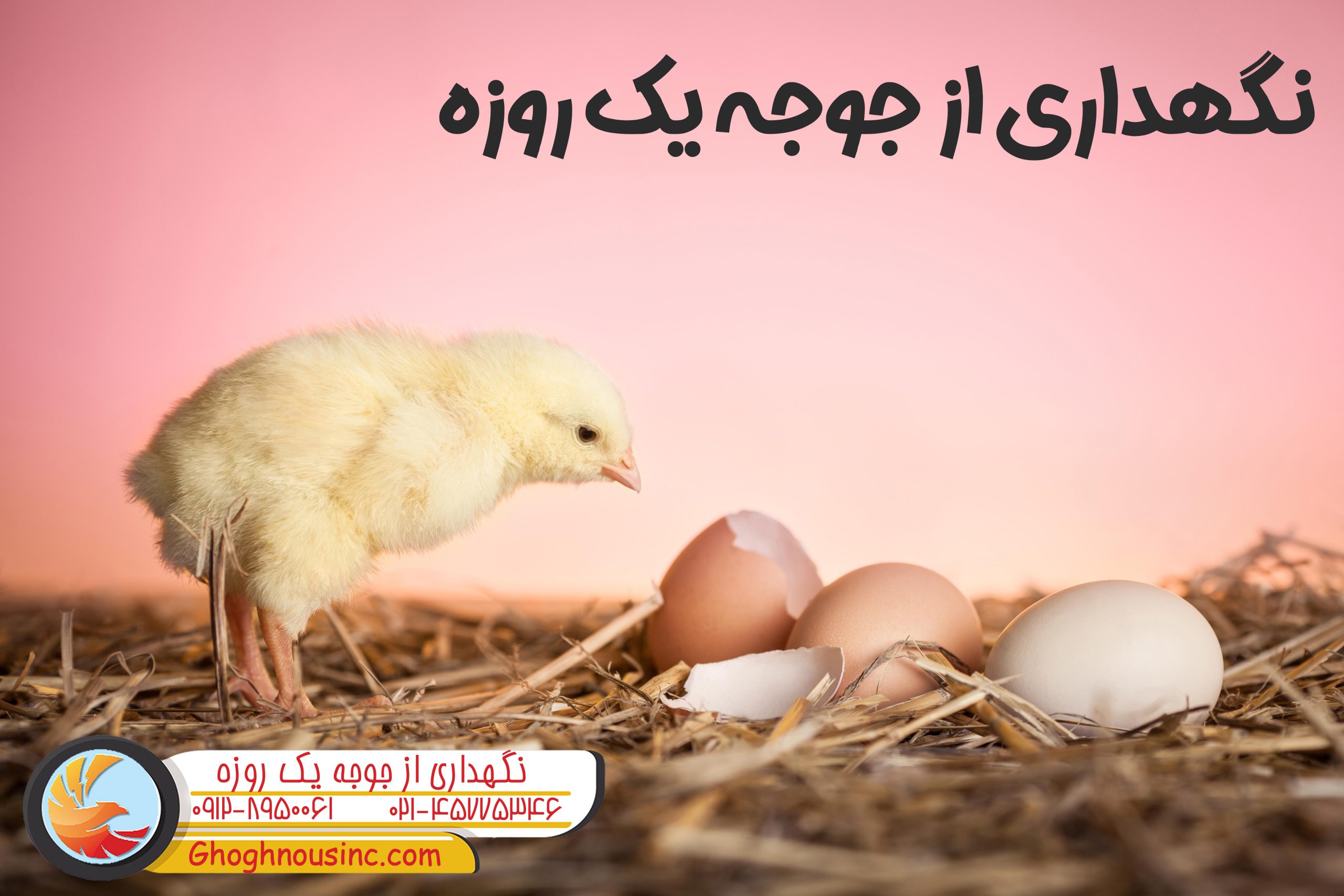 نگهداری جوجه های یکروزه