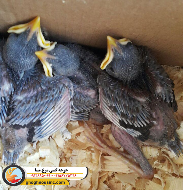 جوجه کشی مرغ مینا