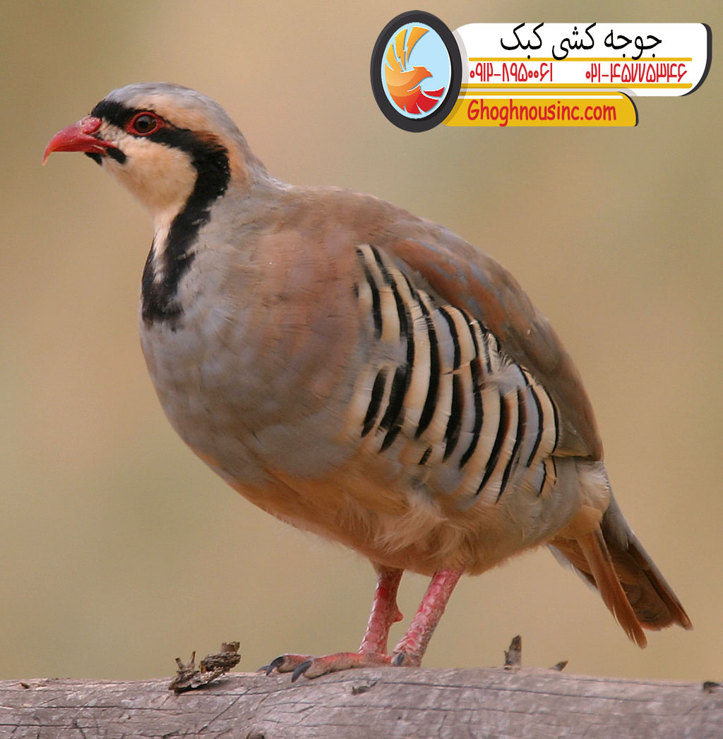 جوجه کشی کبک