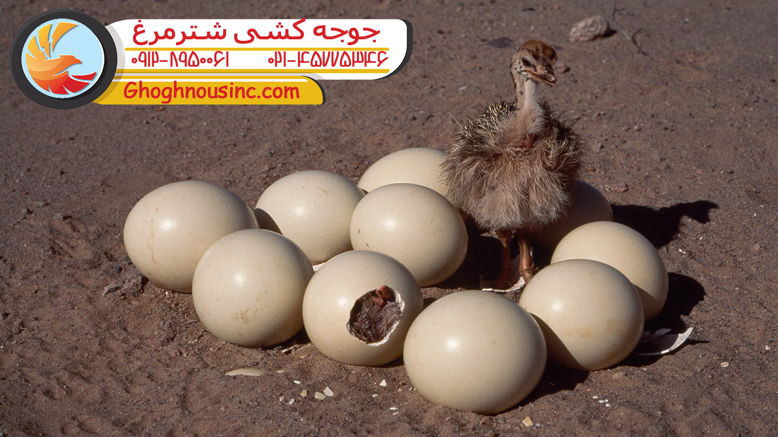 جوجه کشی شتر مرغ