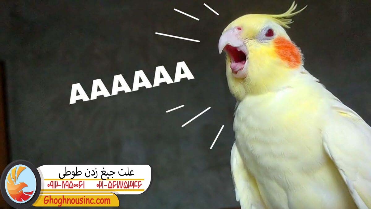علت جیغ زدن طوطی