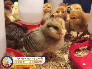 راه های رشد سریع جوجه مرغ