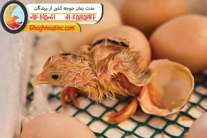 مدت زمان جوجه کشی از پرندگان