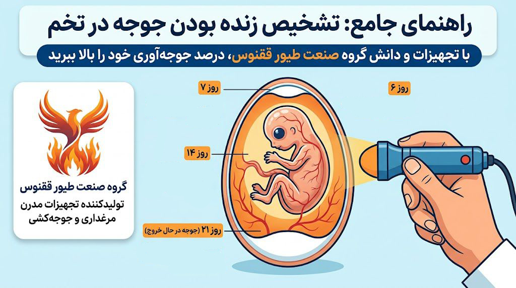 زنده بودن جوجه در دستگاه جوجه کشی