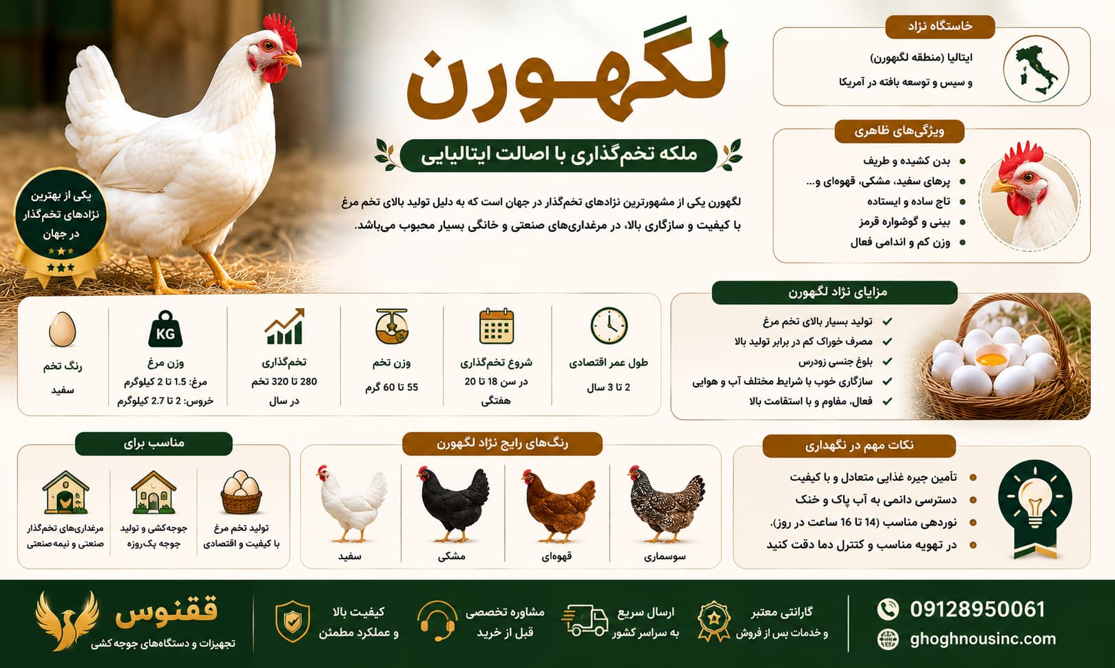 نژاد لگهورن (Leghorn)؛ ماشین تخم گذاری بی رقیب