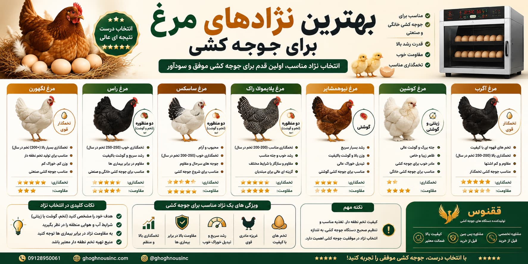 بهترین نژادهای مرغ برای جوجه کشی