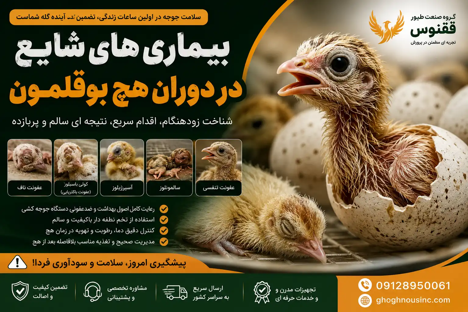 بیماری های شایع در دوران هچ بوقلمون