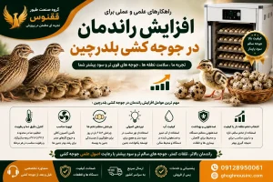 افزایش راندمان در جوجه کشی بلدرچین