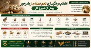 انتخاب و نگهداری تخم نطفه دار بلدرچین پیش از شروع کار